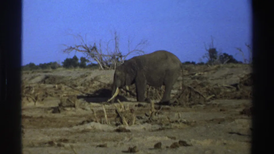 1969 South Africa home-movie frame of a tusked elephant standing near scattered brush in a sunlit dry landscape.