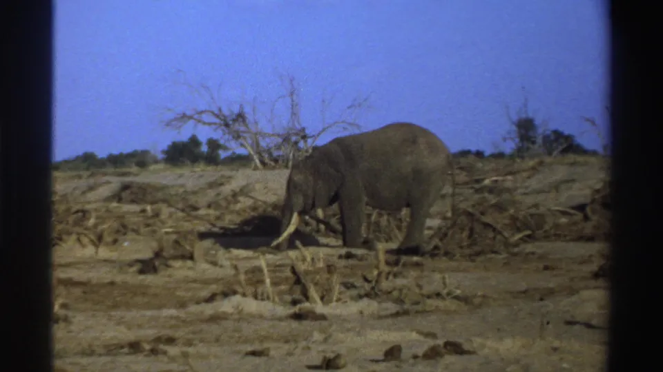 1969 South Africa 8mm frame showing an elephant grazing amid scrub, dry soil, and leafless branches under clear sky.