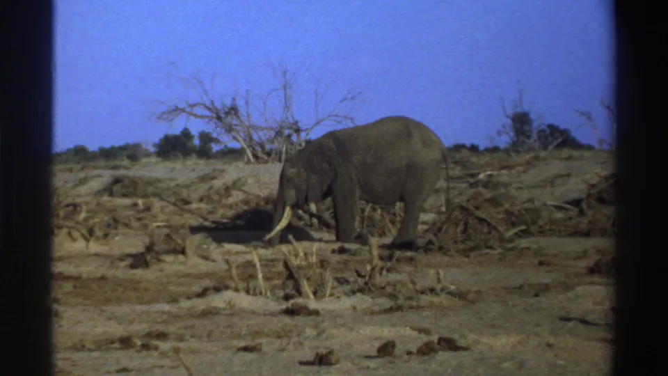 1969 South Africa home-movie frame of a tusked elephant in dry open terrain, with low brush and bare branches in the background.