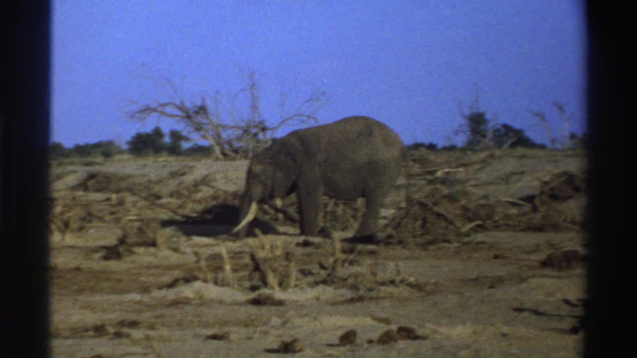 Tusked elephant standing in a dry brown field beneath a blue sky.