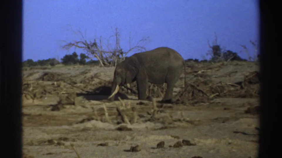 1969 South Africa 8mm frame with a tusked elephant in profile, standing near dry branches under a clear blue sky.