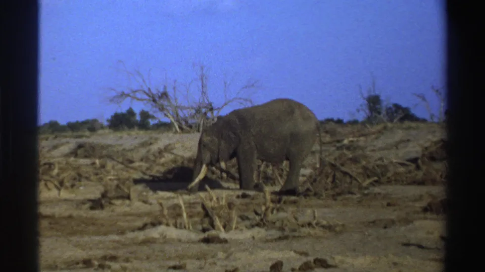 1969 South Africa 8mm frame showing the elephant closer to center, with tusks visible and dry debris across the field.