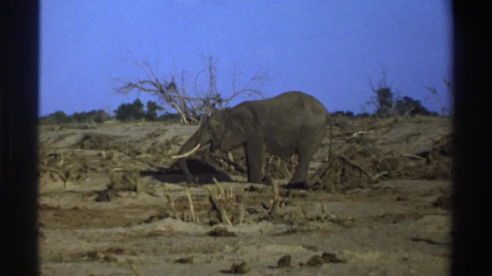 1969 South Africa 8mm frame showing a tusked elephant beside dry branches, with open ground and sparse trees behind it.