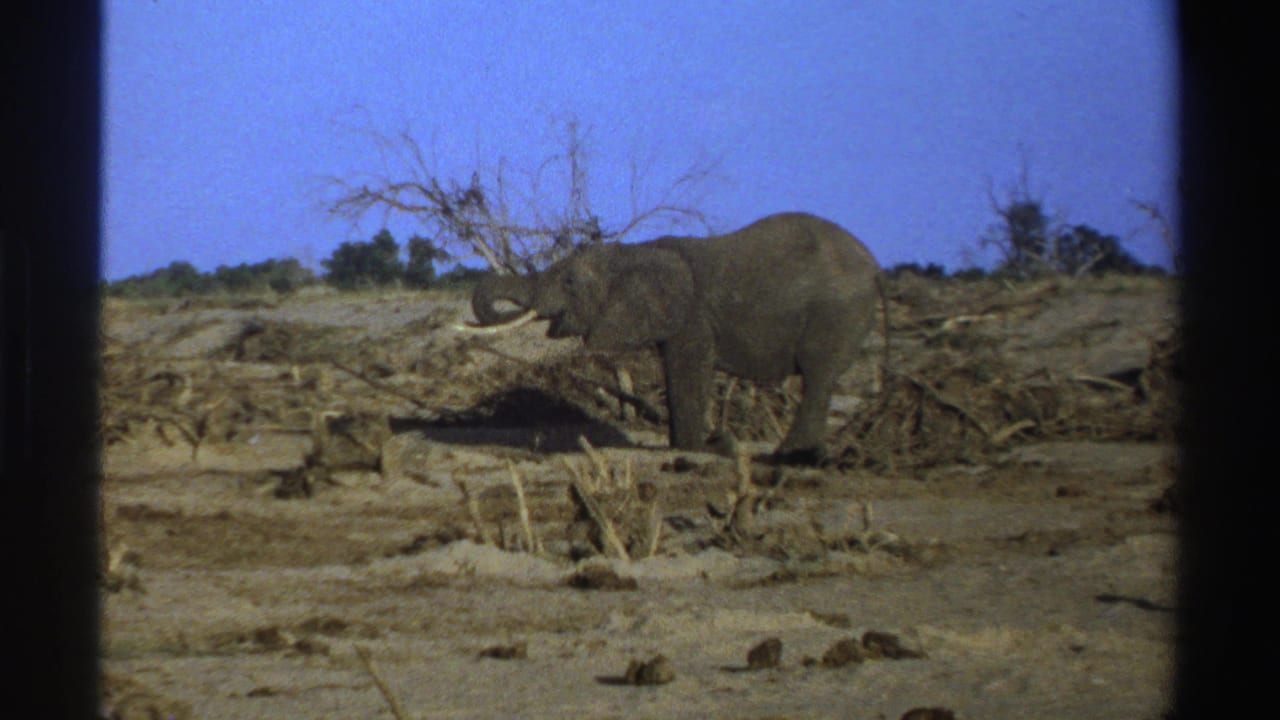 Tusked elephant standing near a dead tree in a dry scrub landscape.