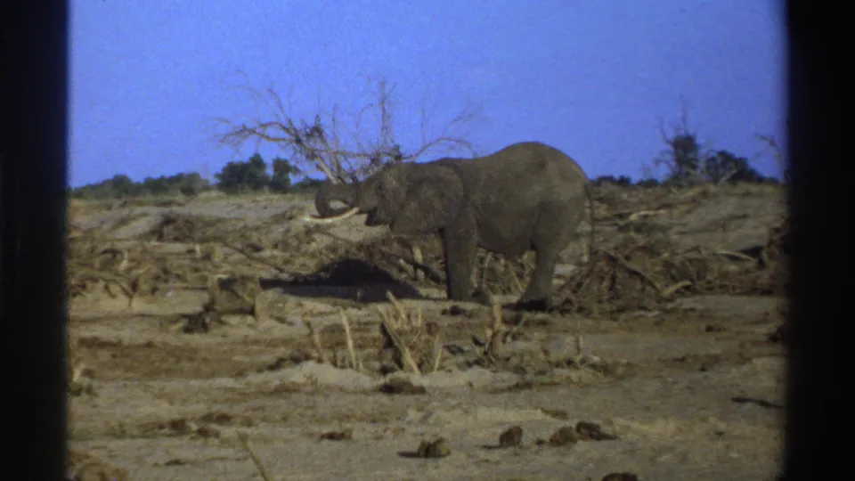 1969 South Africa 8mm frame showing a tusked elephant foraging near a dead tree under a blue sky.