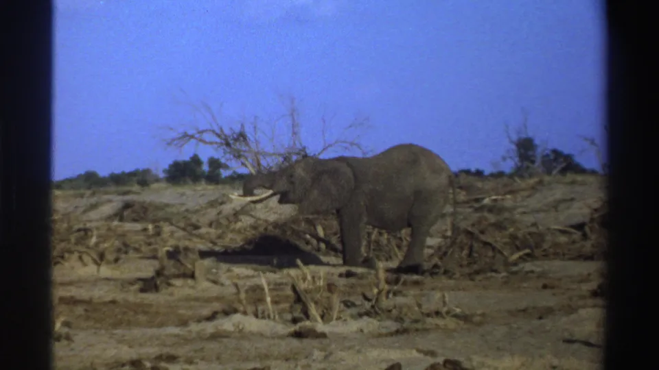 1969 South Africa wildlife frame with an elephant near dry vegetation and a bare tree in an open landscape.