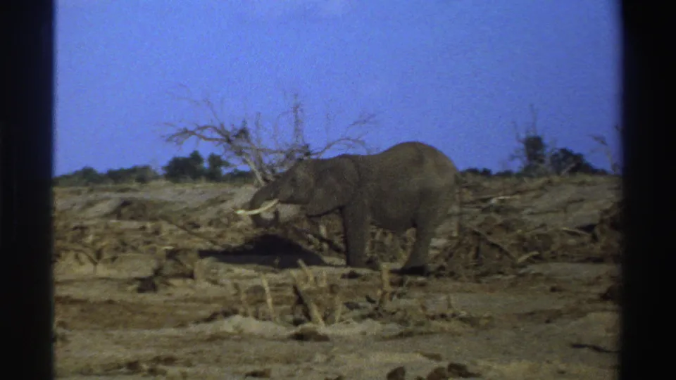 1969 South Africa 8mm still of a tusked elephant appearing to feed among dry branches and scrub.
