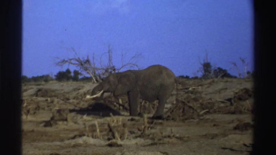1969 South Africa 8mm frame showing the elephant beside a dead tree and sparse scrub in bright daylight.