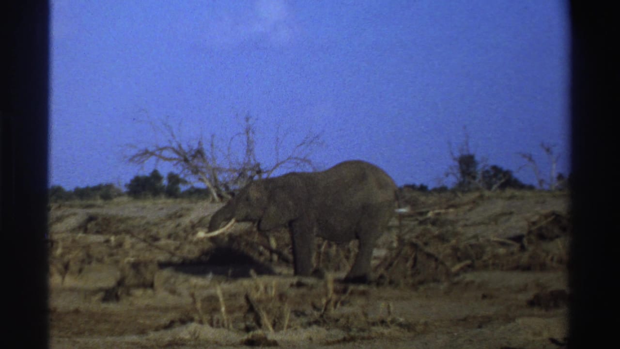 1969 South Africa 8mm frame showing a tusked elephant in dry scrub with bare trees and blue sky.