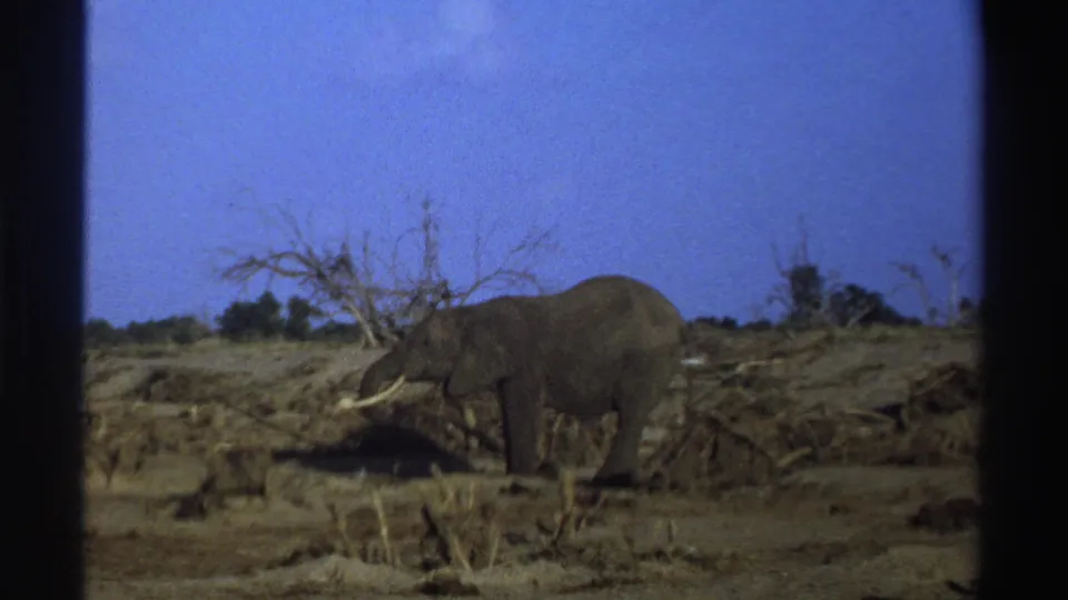 1969 South Africa 8mm frame showing a tusked elephant in dry scrub with bare trees and blue sky.