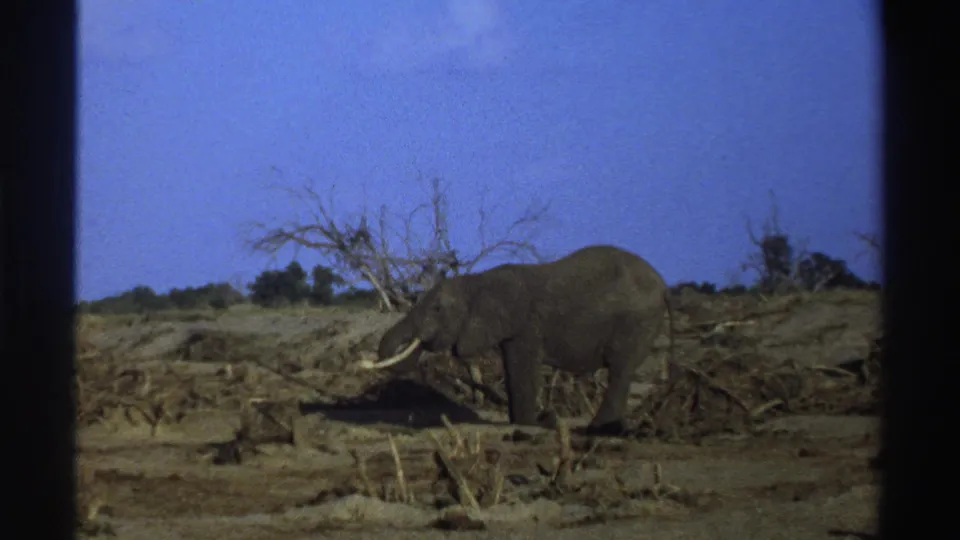 1969 South Africa wildlife frame with a tusked elephant standing against dry brush and a clear blue sky.