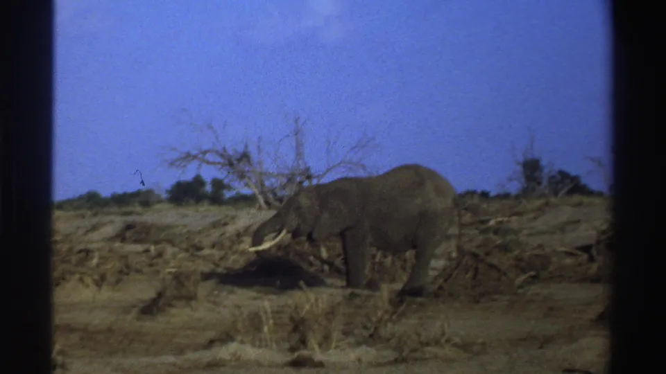 A 1969 South Africa 8mm view of a tusked elephant moving or feeding in a dry open area.