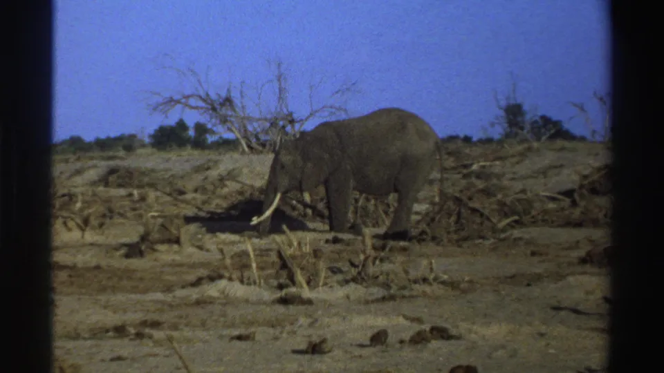 1969 South Africa 8mm frame of a tusked elephant near scattered branches in an arid wildlife setting.