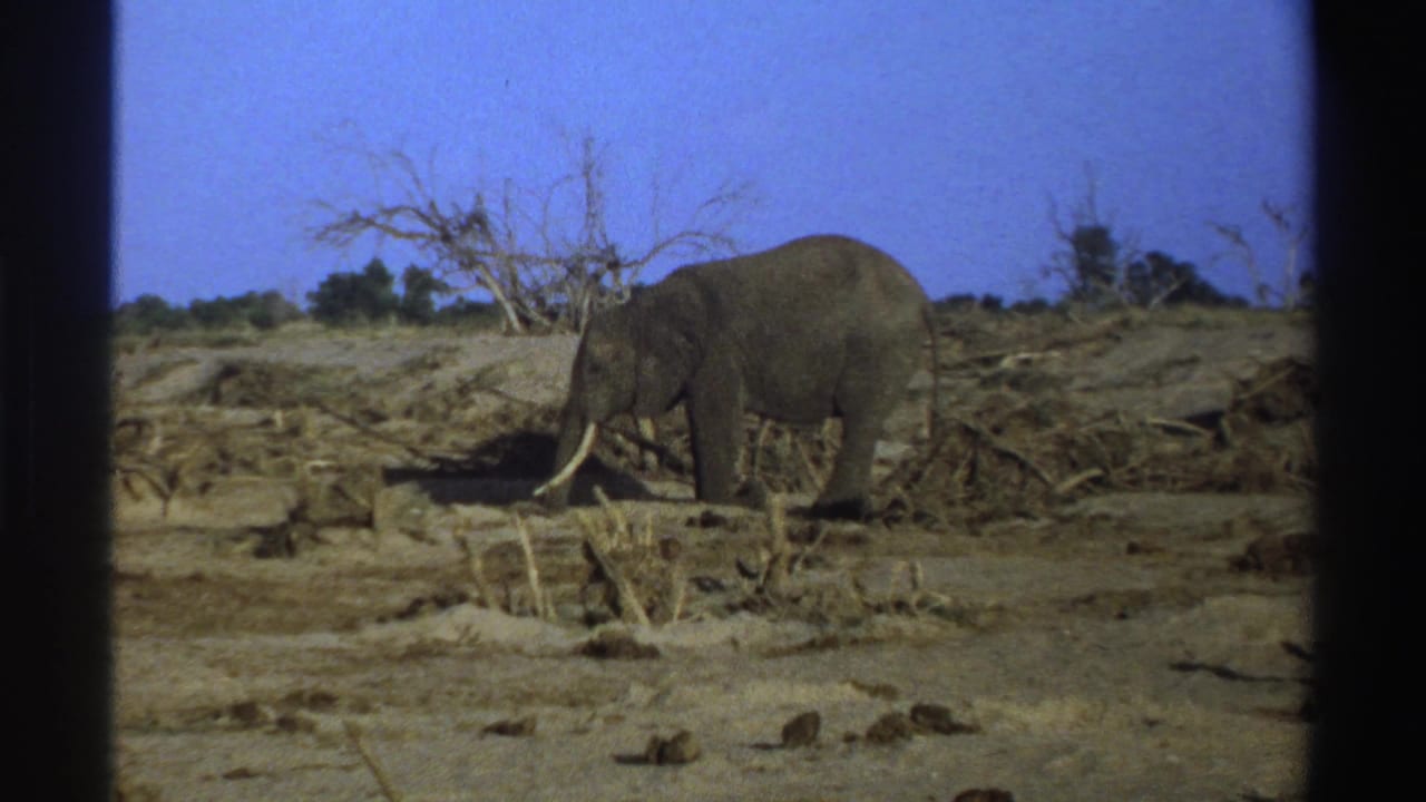 Elephant with long tusks foraging on dry ground near bare trees.