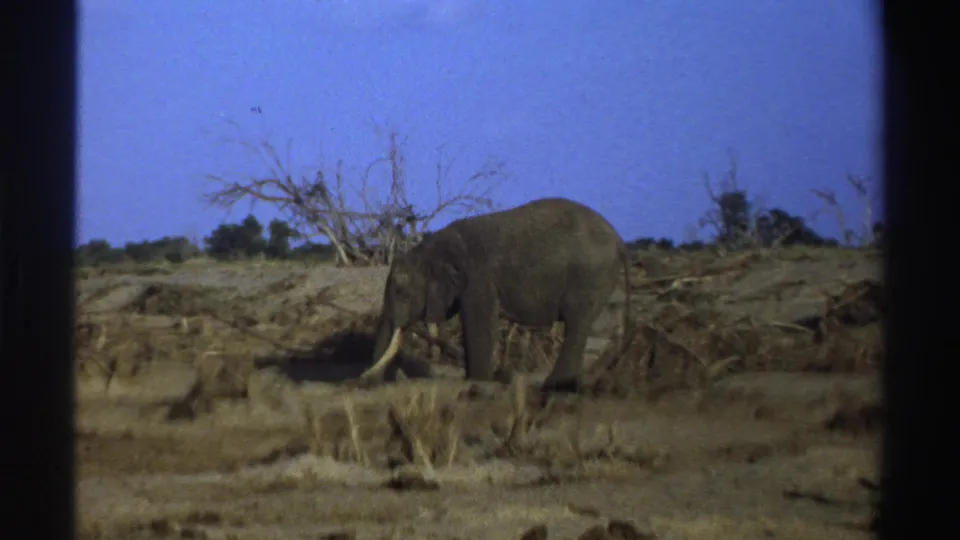 1969 South Africa 8mm frame with a tusked elephant on arid terrain, framed by leafless trees and low scrub.