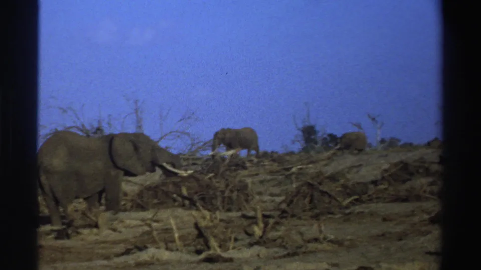 1969 South Africa 8mm frame showing a foreground elephant and additional elephants farther back across a dry open area.