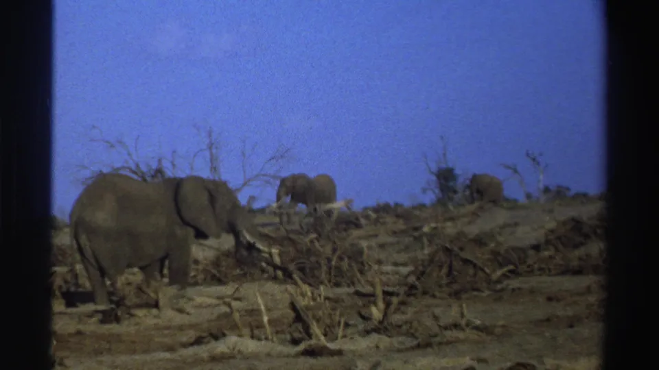 1969 South Africa 8mm frame with elephants spread across arid scrubland, including one large animal near the foreground.