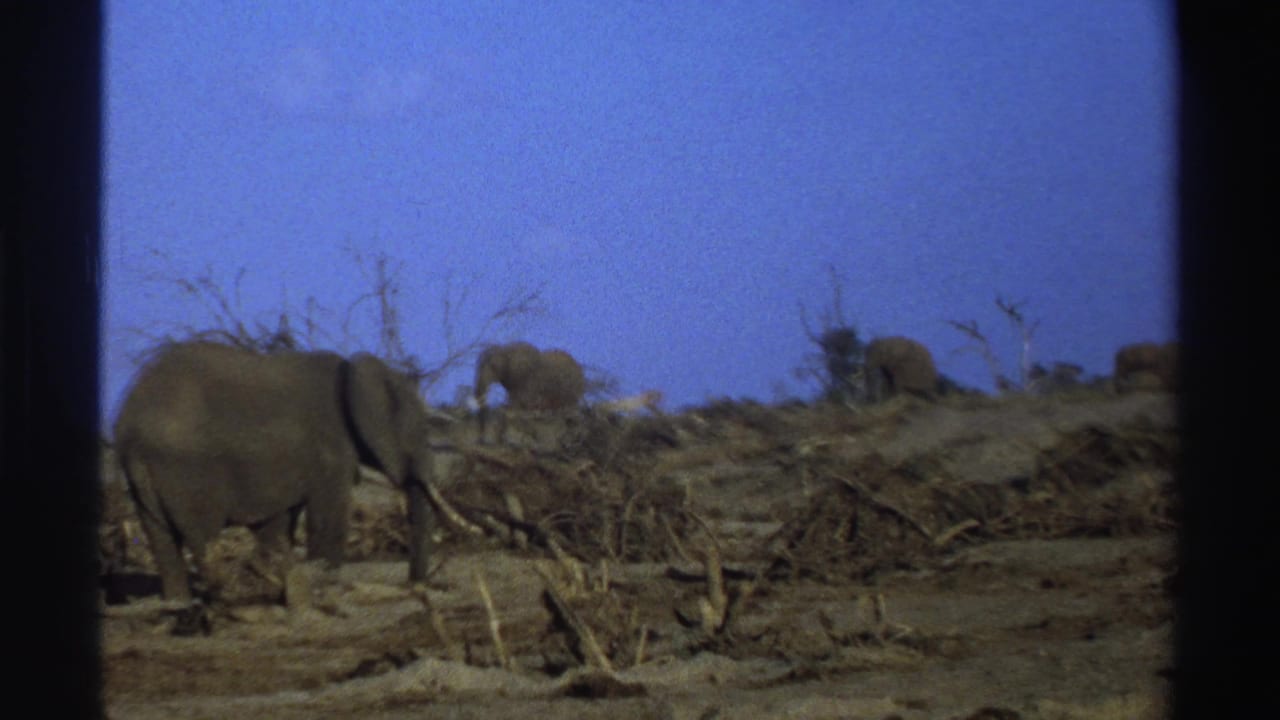 Elephants walking across dry ground with dead branches and sparse trees.