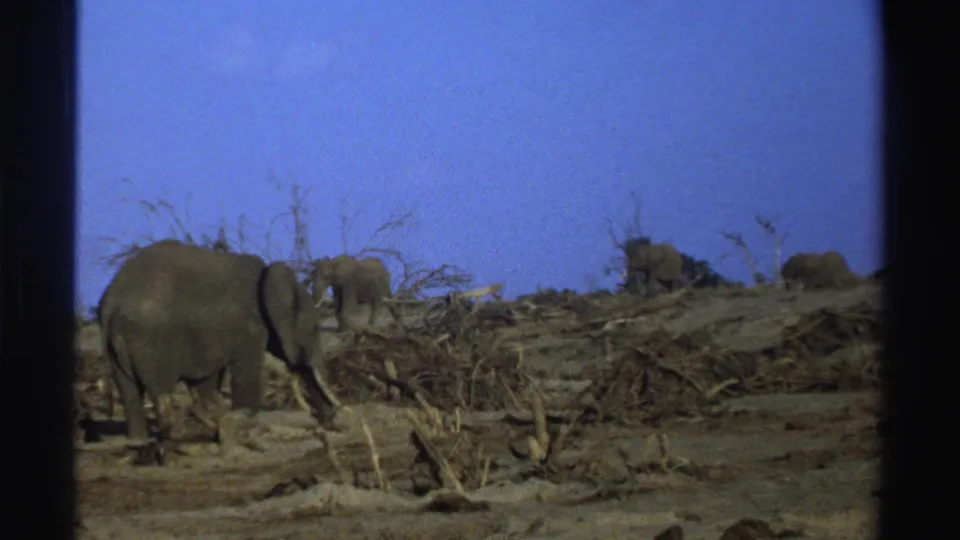 Elephants appear at varying distances in a dry South African landscape, framed by dark 8mm contact-sheet borders.