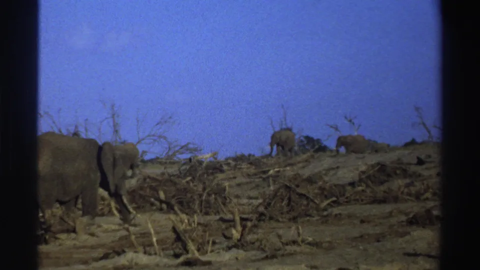 Vintage 8mm wildlife frame with a foreground elephant partly cropped and distant elephants on dry terrain in South Africa.