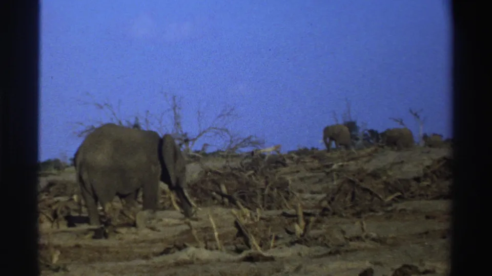 A large elephant stands near the foreground while other elephants move across a dry South African landscape in 1969 8mm footage.