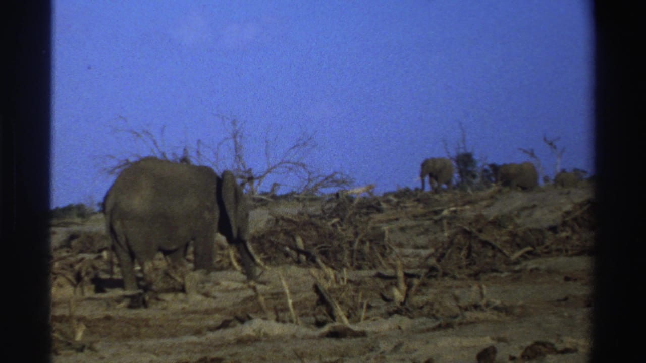 Large elephant in dry brush with smaller elephants on a ridge under blue sky.