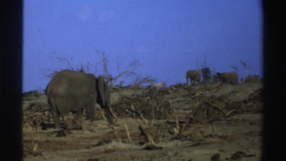 1969 South Africa 8mm frame showing a foreground elephant in dry savanna brush with other elephants in the distance.