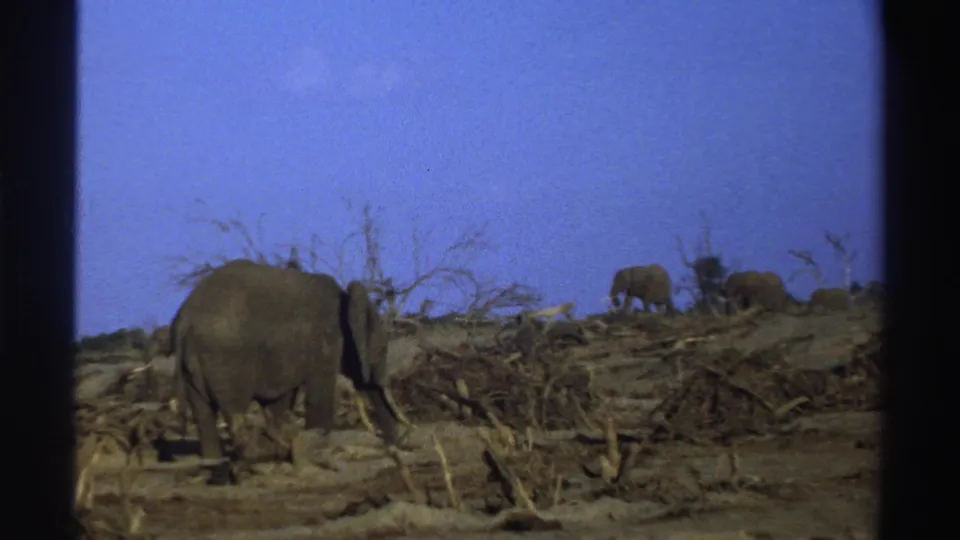 1969 South Africa 8mm frame with a large elephant near brush and several elephants farther back on a dry ridge.