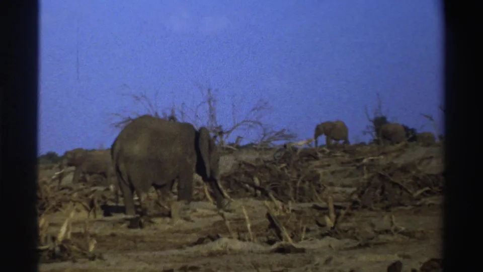 1969 South Africa 8mm frame showing an elephant in the foreground and additional elephants partly obscured by dry savanna brush.