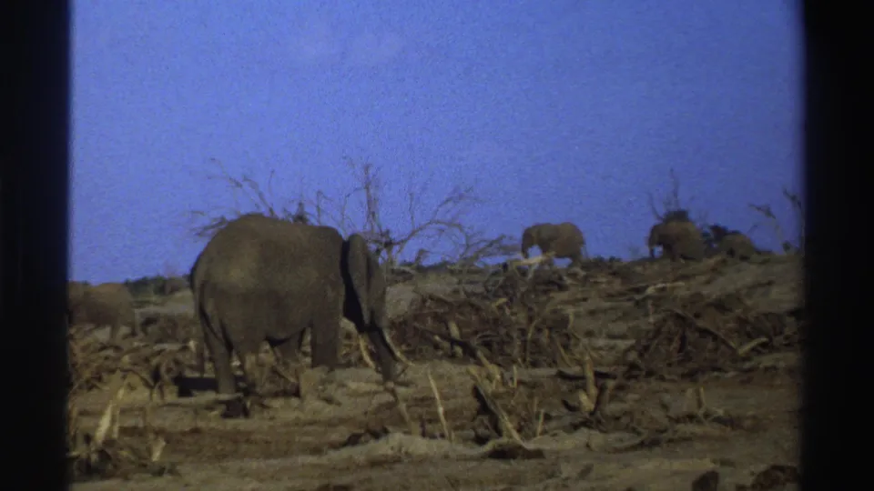 1969 South Africa 8mm frame with a large foreground elephant and distant elephants moving through dry savanna scrub.