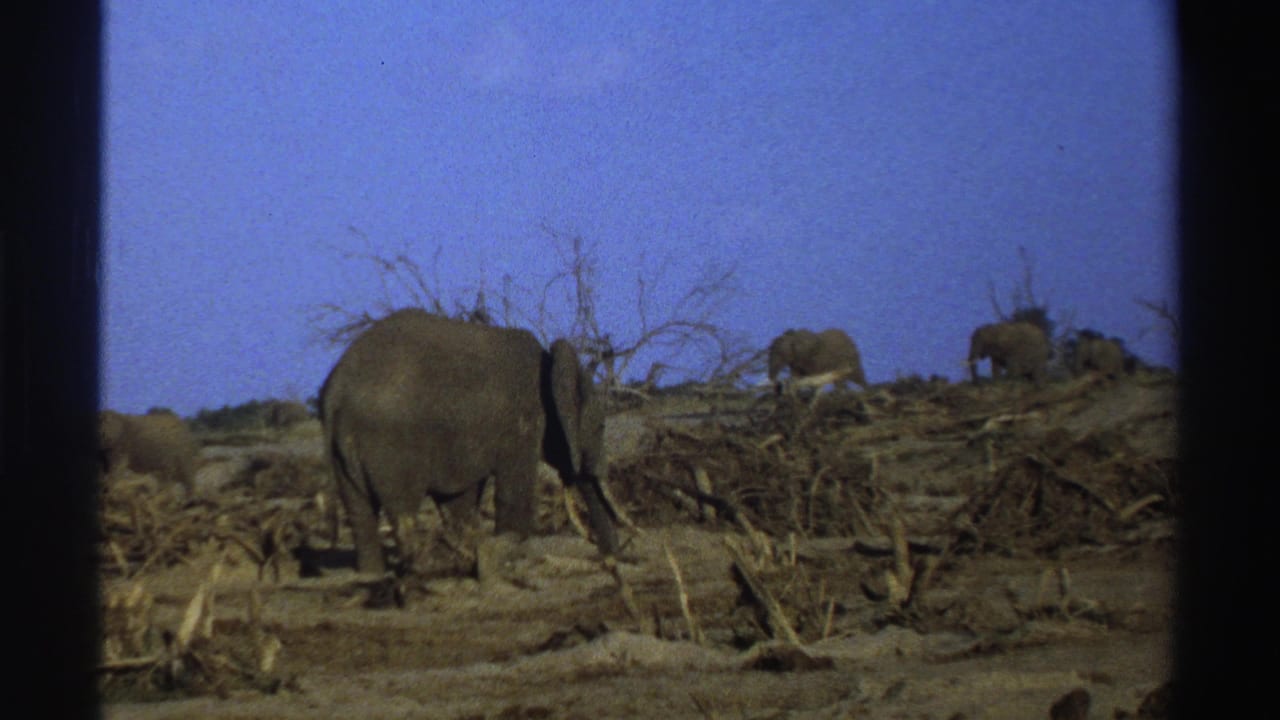 Elephants feed among dry brush and fallen branches beneath a blue sky.
