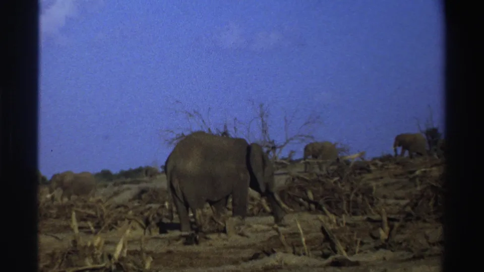 1969 South Africa 8mm frame with a small elephant herd spread across dry brushland under a clear blue sky.