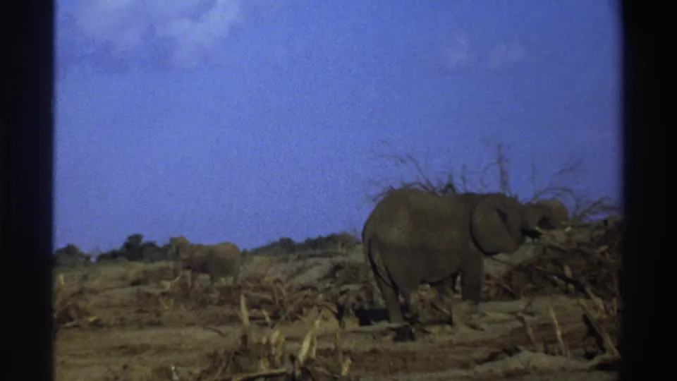 1969 South Africa 8mm frame showing an elephant near brush with more elephants in the distance across arid savanna.