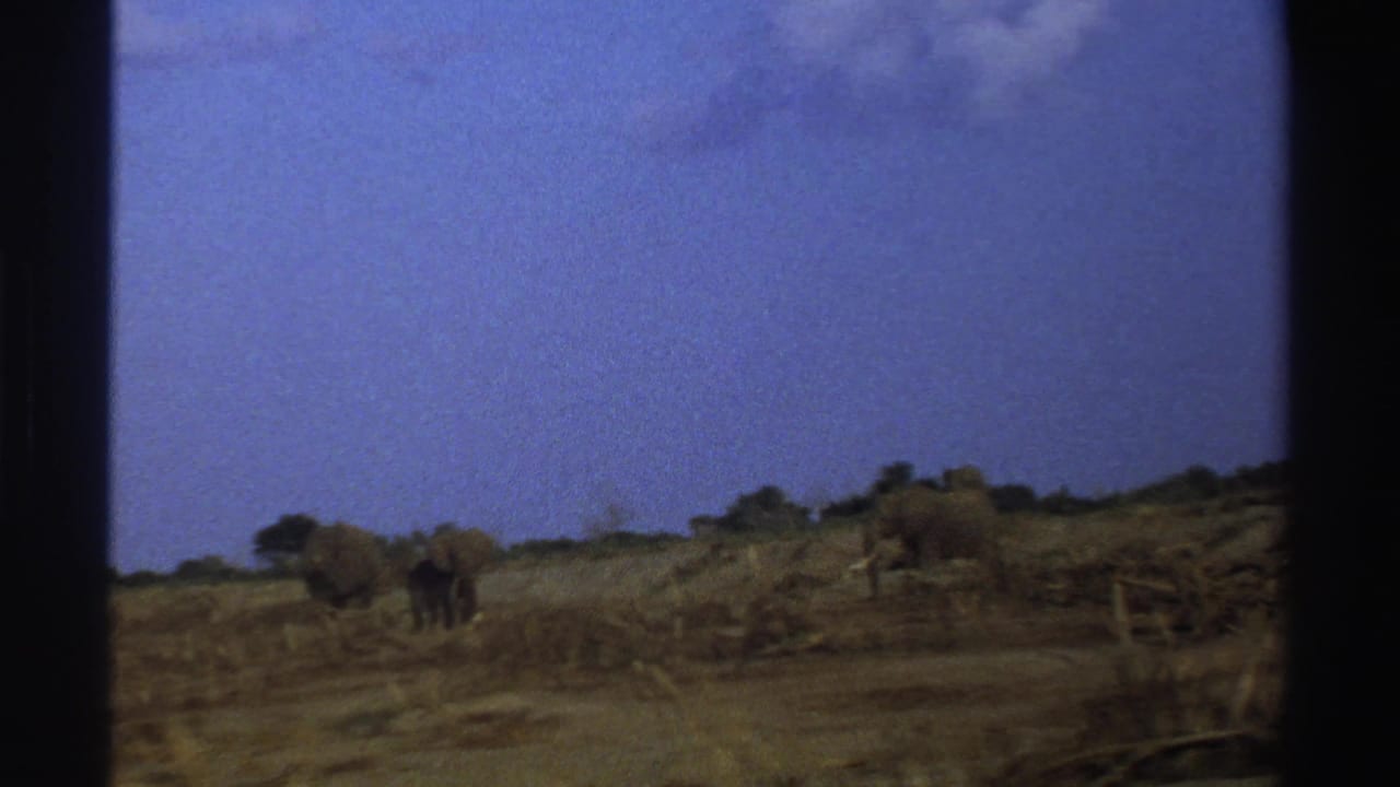 Elephants grazing in dry scrubland beneath a blue sky, seen through dark 8mm frame borders.
