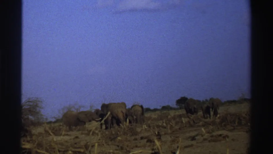 1969 South Africa home-movie frame with elephants grouped in dry savanna brush, viewed from a distance on 8mm film.
