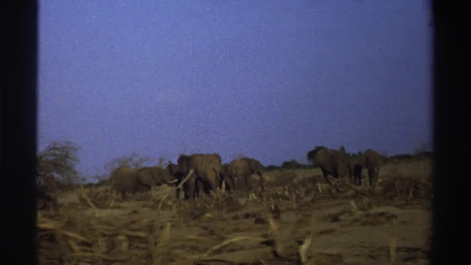 1969 South Africa 8mm still of elephants grazing near fallen branches and sparse scrub in a dry savanna setting.