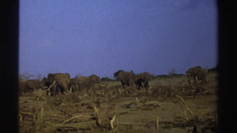 1969 South Africa 8mm frame showing elephants spread across a dry savanna scene with scrub, bare earth, and blue sky.