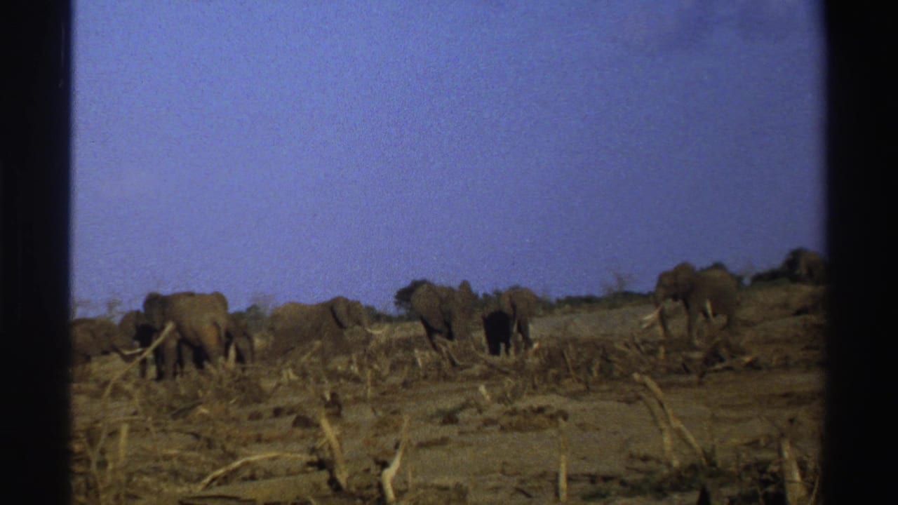 Elephant herd feeding across dry open ground under a blue sky.
