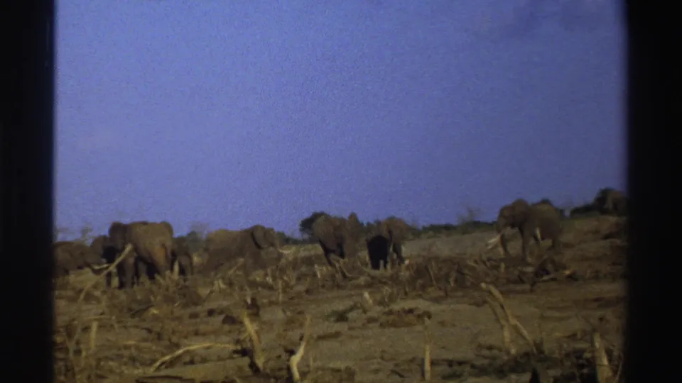 1969 South Africa 8mm frame showing elephants spread across a dry savanna with sparse brush and fallen branches.