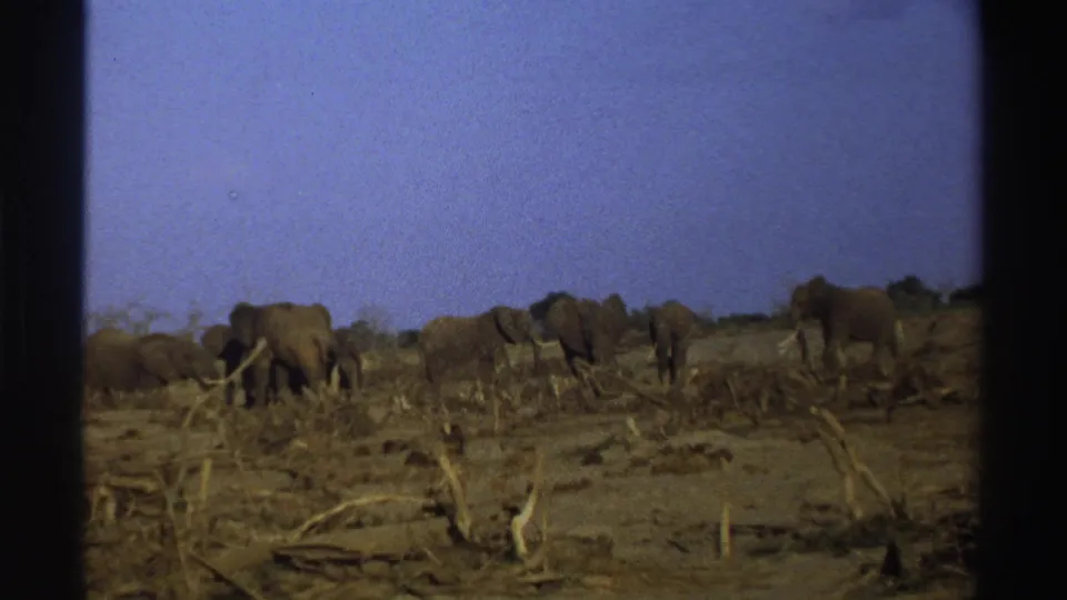 Wide 8mm view of elephants moving and feeding in a dry South African savanna landscape beneath a clear sky.