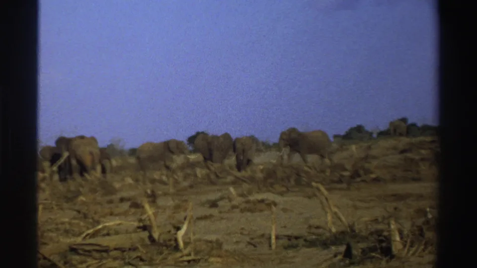 Vintage 8mm frame of elephants moving through sparse brush and sun-baked ground in South Africa.