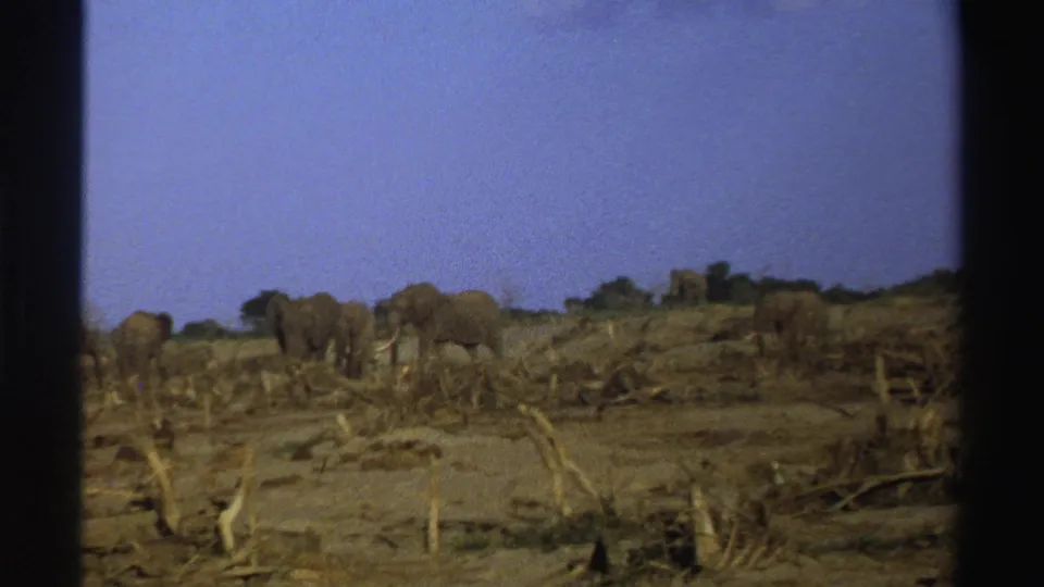 1969 South Africa home-movie frame showing elephants clustered across a dry savanna with brush and fallen limbs in view.