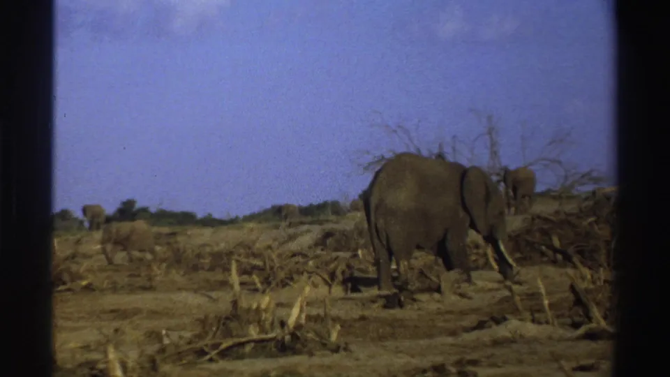 1969 South Africa 8mm frame with an elephant moving away through dry, debris-strewn scrub under blue sky.