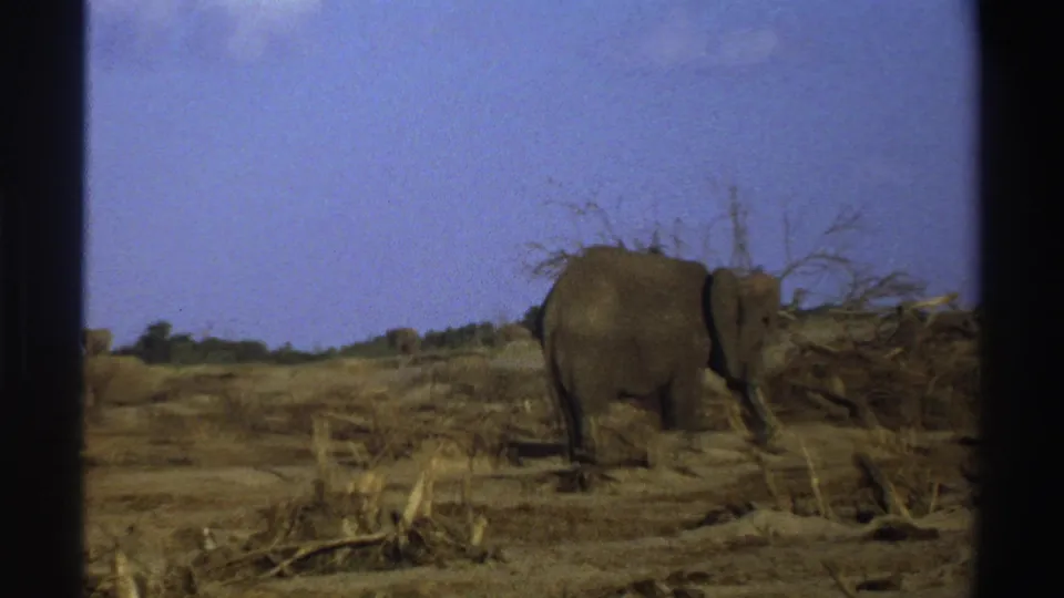 1969 South Africa 8mm frame showing an elephant in profile near brush piles on dry cleared ground.