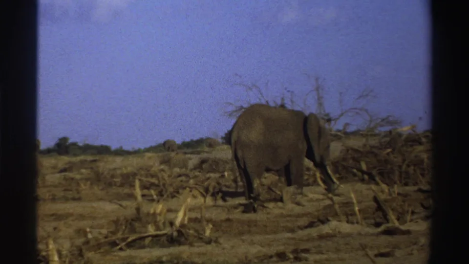 1969 South Africa 8mm frame of an elephant walking away beside dry brush in a cleared scrub landscape.