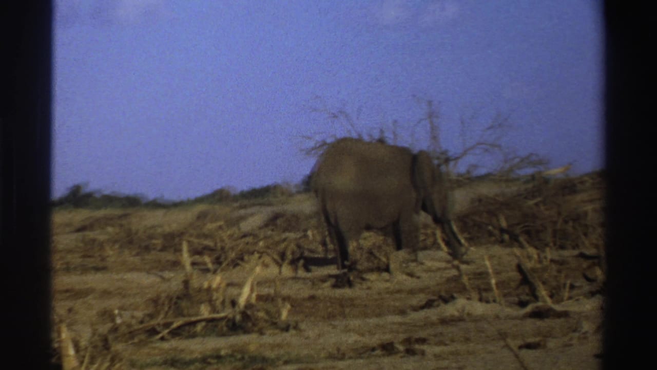 Elephant walking across dry scrubland with bare branches and film-frame borders.