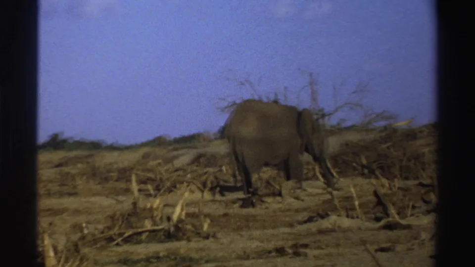 1969 8mm South Africa frame showing an elephant moving across dry ground among bare branches under a pale blue sky.