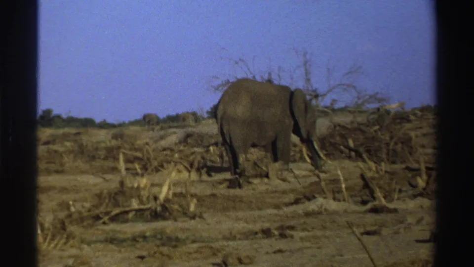 1969 8mm South Africa frame with an elephant walking away through scattered wood and dry scrub in an open landscape.
