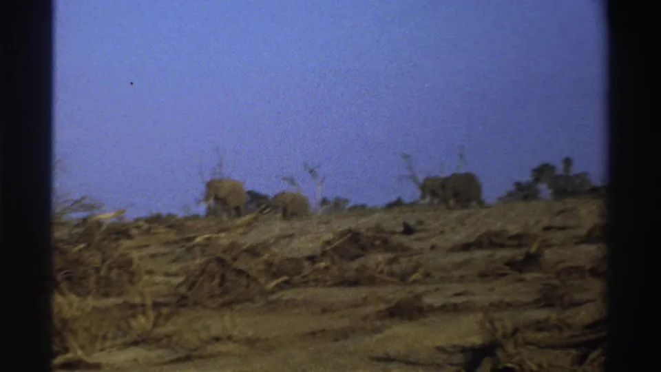 1969 8mm South Africa frame showing distant elephants on a low dry rise with bare trees and scrub across the foreground.