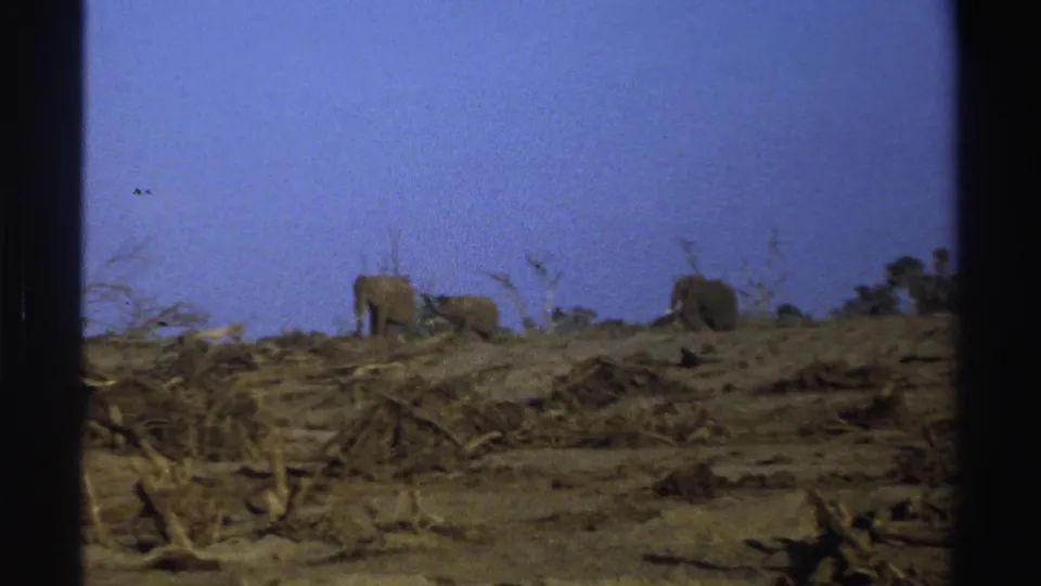 1969 8mm South Africa frame with several elephants at a distance in dry scrubland, framed by dark film edges.
